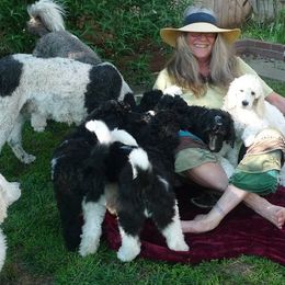 Poodles from Parti Poodle Chico