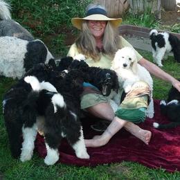 Poodles from Parti Poodle Chico