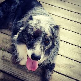 River - Australian Shepherd