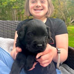 Divine - Black male Labrador Retriever puppy in Baldwin City, Kansas from Hedge Lane Labradors