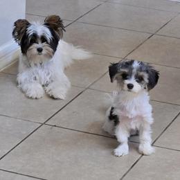 Biewer Terrier and Yorkshire Terrier All Grown Up from Treasures of Neptune Cove
