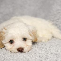Havanese Puppies from Colhaven Havanese