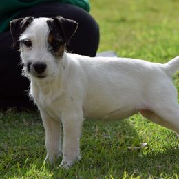Trixie - Tri-color female Jack Russell Terrier puppy in Menifee, California from Wendover Terriers