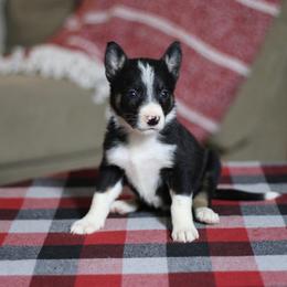 Jessie - Black and white female Border Collie puppy in Cadiz, Ohio from Graham Livestock