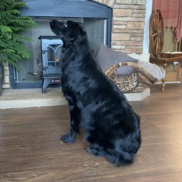 Julie  - Australian Shepherd
