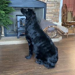Julie  - Australian Shepherd