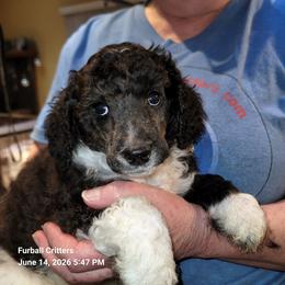 Poodle Puppies from Furball Forest Poodles
