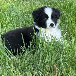 Black Tri female 1 - Black tri-color female Australian Shepherd puppy in Rolla, Missouri from Lazy J Aussies