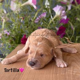 Tortilla - Cream female Goldendoodle puppy in Lancaster, Minnesota from North Star Dog Training