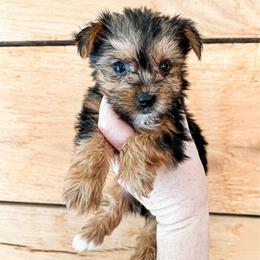Duke - Black and tan male Yorkshire Terrier puppy in Hugo, Oklahoma from Ann R.