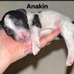 Anakin - Parti male Poodle puppy in Prosperity, Pennsylvania from Stelladoodles & Company