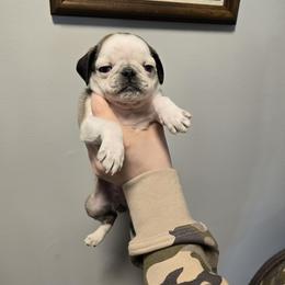 Girl 3 - Brindle female Pug puppy in Auburn, Kentucky from Prentice Family Pugs & Bugs