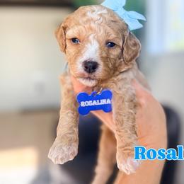 Rosalina - Red female Bernedoodle puppy in West Haven, Utah from Split Mountain Doodles