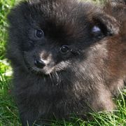German Spitzs from Legacy Kennels Michigan