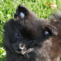 German Spitzs from Legacy Kennels Michigan