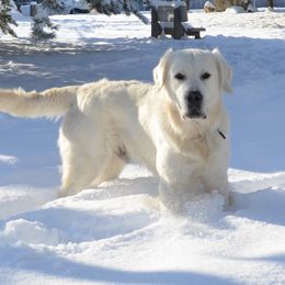 Avalanche - Golden Retriever