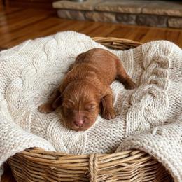 Mocha - Red female Cavapoo puppy in Salt Lake City, Utah from SunnySide Mini Doodles