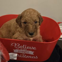 Labradoodles from PH&K