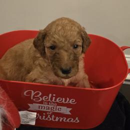 Labradoodles from PH&K