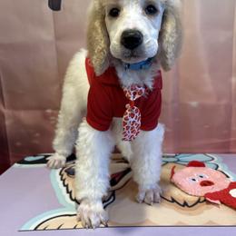 Zane - Parti male Poodle puppy in Mobile, Alabama from Semmy’s Standard Poodle LLC
