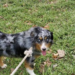 Miniature Australian Shepherds from Cromwell Royalty Poodles and Doodles
