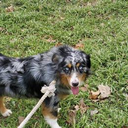 Miniature Australian Shepherds from Cromwell Royalty Poodles and Doodles