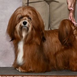 Migo - Havanese