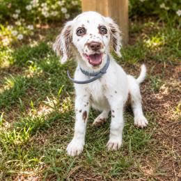 Olivia - White and liver brown female Dalmatian puppy in Bremen, Georgia from Clark’s Dalmatians
