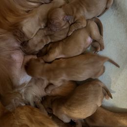Blue - Dark golden male Golden Retriever puppy in Covington, Louisiana from MyKy Puppies