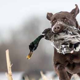 Labrador Retrievers from Brown Dog Acres