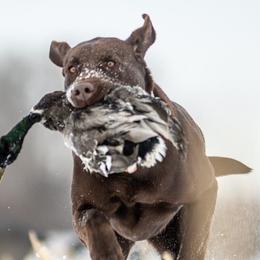 Labrador Retrievers from Brown Dog Acres