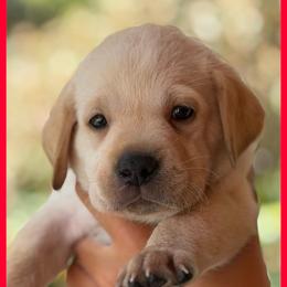 Red - Yellow female Labrador Retriever puppy in Palm Beach County, Florida from Griffin Royal Labs