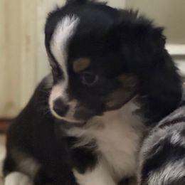 Burk - Black tri male Toy Australian Shepherd puppy in Arrington, Tennessee from Tumblin T Aussies and Aussiedoodles