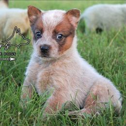 Salem - Red speckled female Australian Cattle Dog puppy in Waxahachie, Texas from MC Heelers