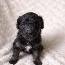 Millie - Parti female Goldendoodle puppy in Warrensburg, Missouri from Supreme Doodles