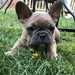 French Bulldog Puppies from Foster Lake Frenchies