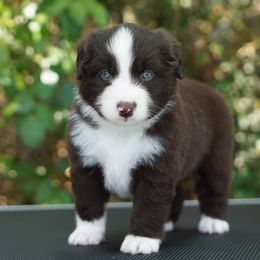 Tide - Red & white male Miniature American Shepherd puppy in Kamuela On The Big Island, Hawaii from Royal Hawaiian Aussies LLC