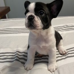 French Bulldog Puppies from Hilltop French Bulldogs