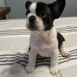 French Bulldog Puppies from Hilltop French Bulldogs