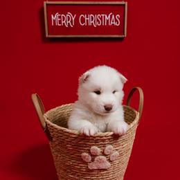 Bella - White female Siberian Husky puppy in Miami, Florida from Blue Moon Huskies