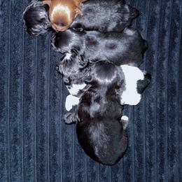 Teddy - Brown male Shihpoo puppy in Sumter, South Carolina from DWS KENNEL SERVICES