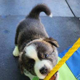 Gatlin - Brindle and white male American Corgi puppy in Concrete, Washington from Wigglebutts American Corgis