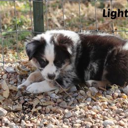 Lightning - Blue merle female Miniature Australian Shepherd puppy in Garden Plain, Kansas from Krazy K Aussies