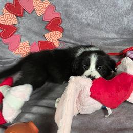 Cypress - Black and white female Border Collie puppy in Gaffney, South Carolina from On the Lamb