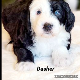 Australian Labradoodle, Bernedoodle, and Sheepadoodle Puppies from Lookingglass Doodles