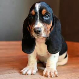Ruby - Black tan and white female Basset Hound puppy in Lebanon, Ohio from Lady Mae Bassets