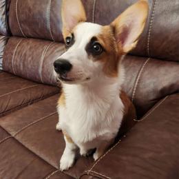 Pembroke Welsh Corgi puppies from South Texas Corgis