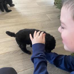 Poodle Puppies from D and D Standard Poodles
