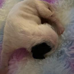 Amani - White and black female Dalmatian puppy in Fort Cavasos, Texas from Mainstreet Dalmation