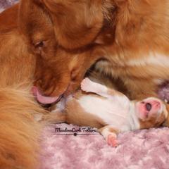 Nova Scotia Duck Tolling Retriever Puppies from Meadowlark Tollers